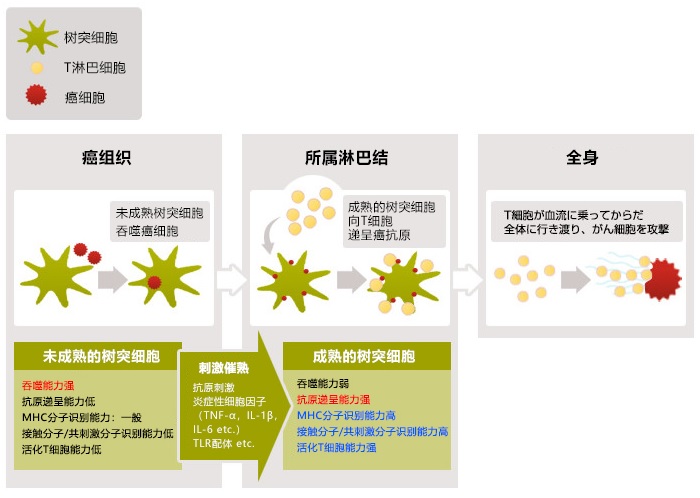 什么是樹(shù)突細(xì)胞
