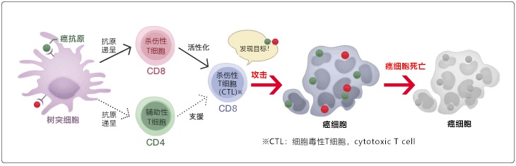 樹(shù)突細(xì)胞疫苗療法