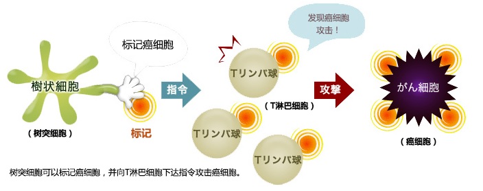 樹(shù)突細(xì)胞的作用機(jī)制